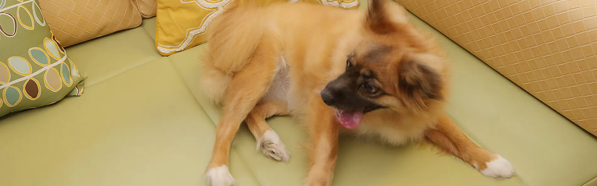 Dogサバトリーのある宿 ご・遊庭