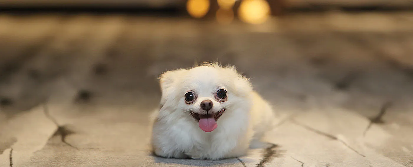 可與愛犬放鬆的住宿