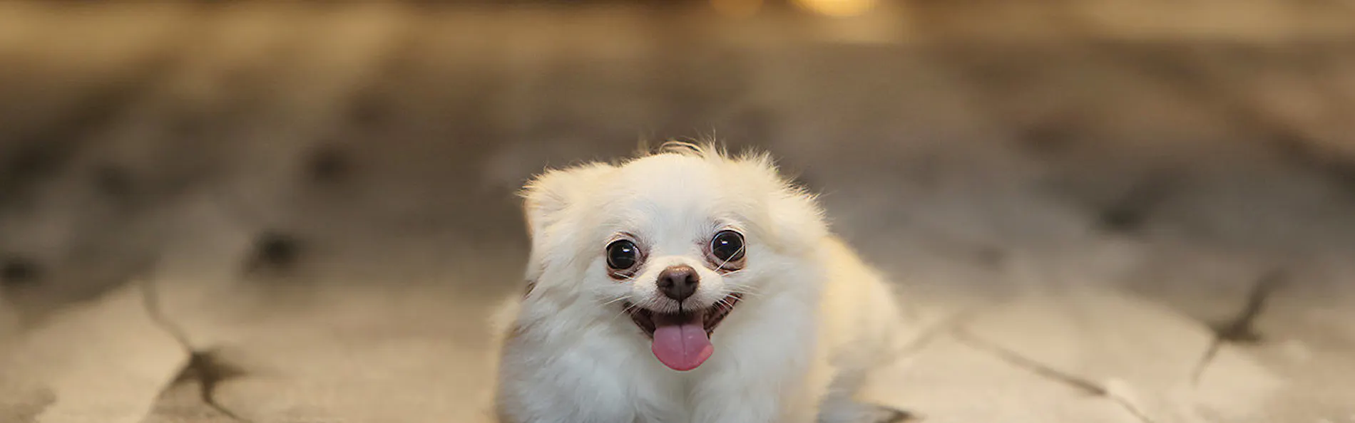 Dogサバトリーのある宿 ご・遊庭