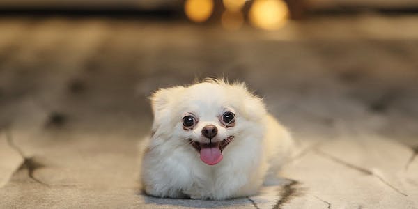 22年最新 千葉周辺でペットと泊まれる宿ランキング 一休 Com 22年最新 千葉周辺でペットと泊まれる宿ランキング 一休 Com