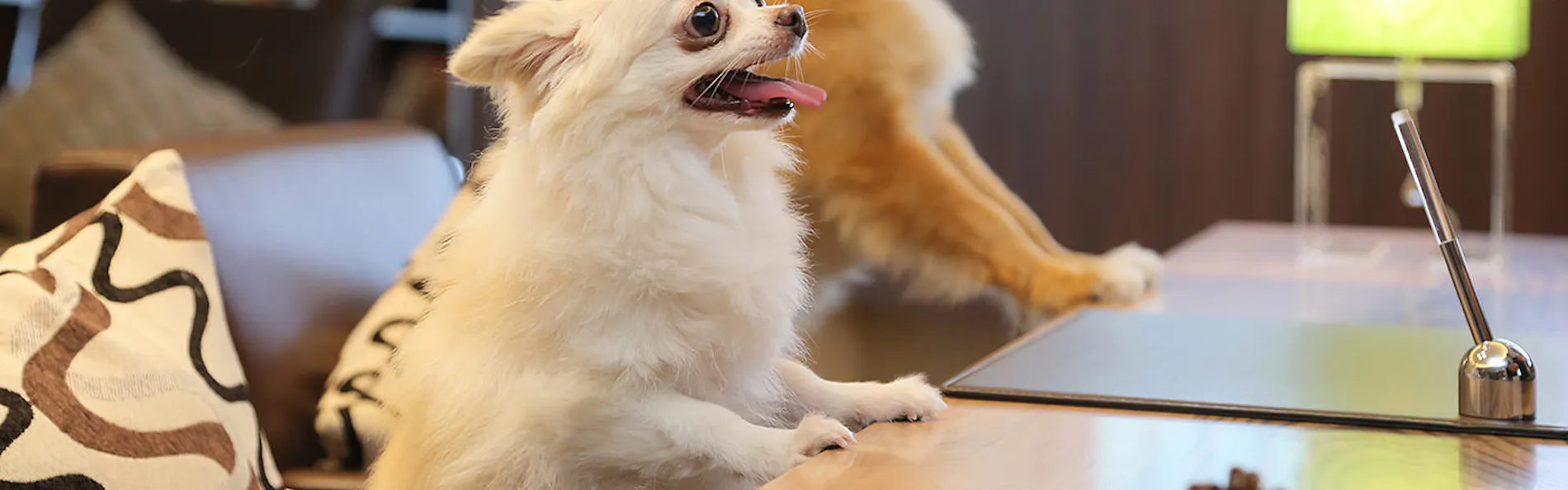Dogサバトリーのある宿 ご・遊庭