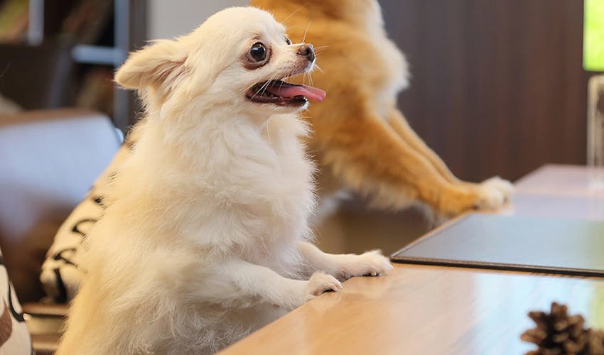 Dogサバトリーのある宿 ご 遊庭 の宿泊プラン 宿泊予約は 一休 Com