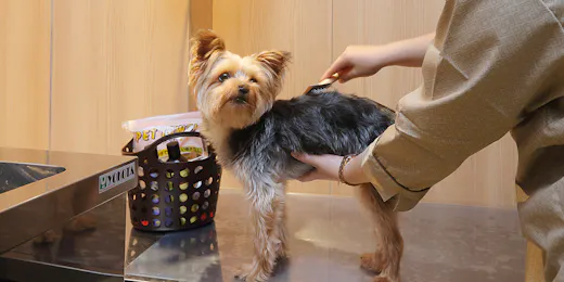 Dogサバトリーのある宿 ご・遊庭
