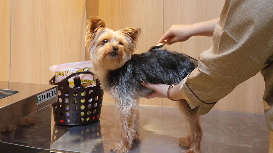 Go-Yutei with Dog