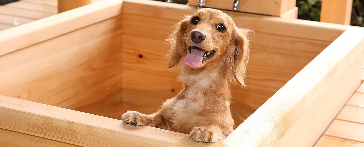 ワンちゃん用施設