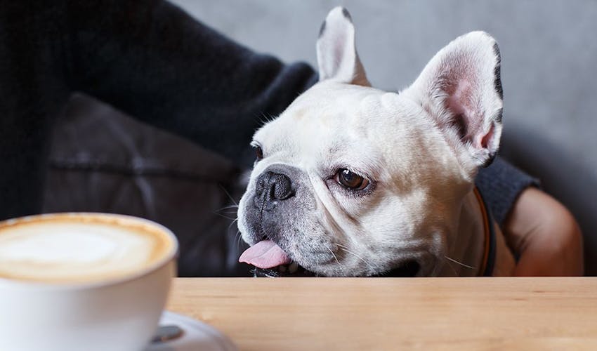 東京 ペットと泊まれるホテル 旅館 一度は泊まりたい 東京 ペットと泊まれるホテル 旅館 人気ホテル 旅館 2020年 一休 Com
