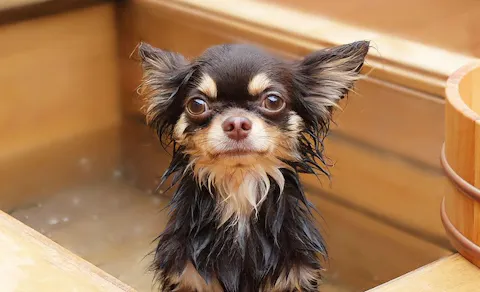 22年最新 関東 ペットと泊まれる宿ランキング 一休 Com 22年最新 関東 ペットと泊まれる宿ランキング 一休 Com