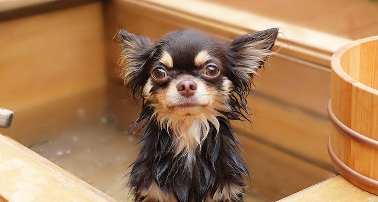 関東の温泉地 ペットと泊まれる宿 11選 宿泊予約は 一休 Com 関東の温泉地 ペットと泊まれる宿 11選 宿泊予約は 一休 Com