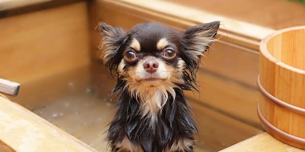 22年最新 関東周辺でペットと泊まれる宿ランキング 一休 Com 22年最新 関東周辺でペットと泊まれる宿ランキング 一休 Com