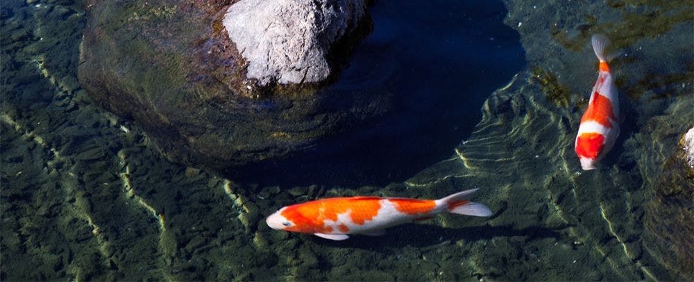 สวนญี่ปุ่น