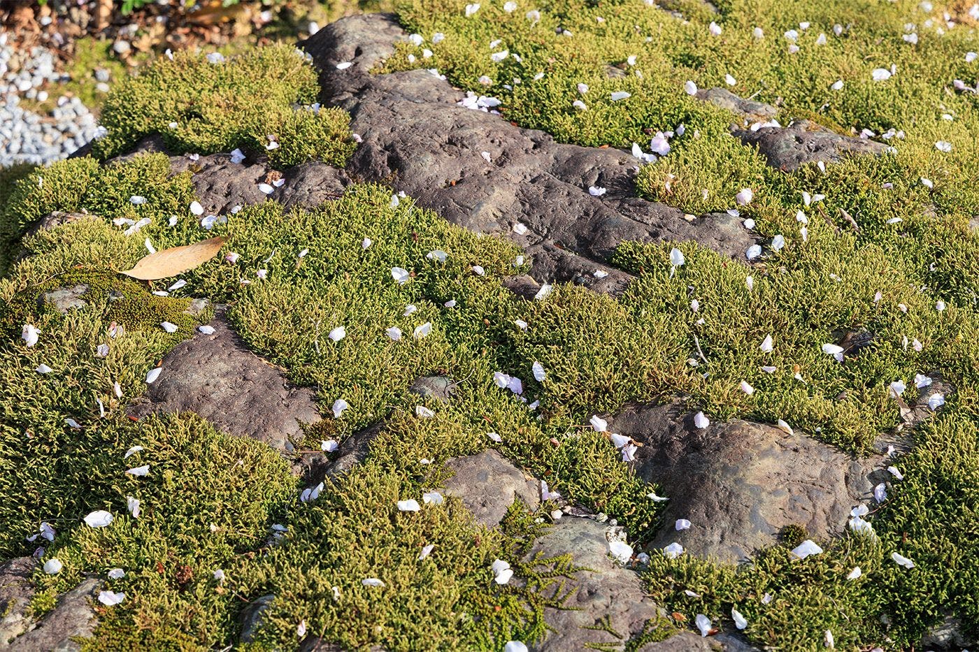 สวนญี่ปุ่น