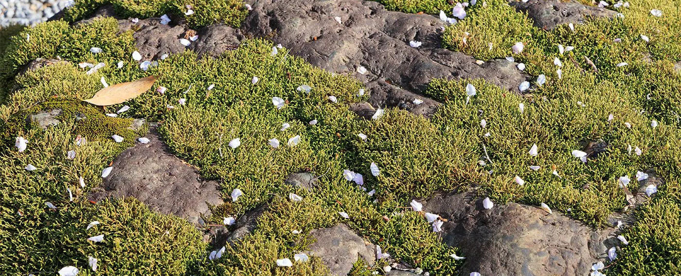 สวนญี่ปุ่น