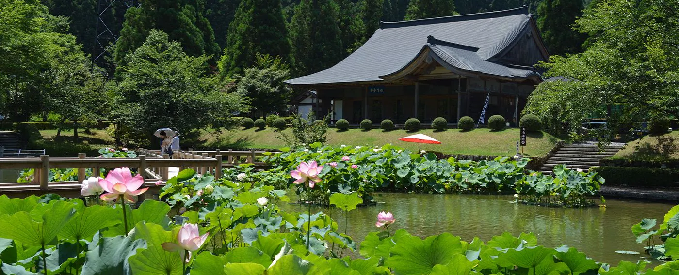 เทศกาลดอกบัว