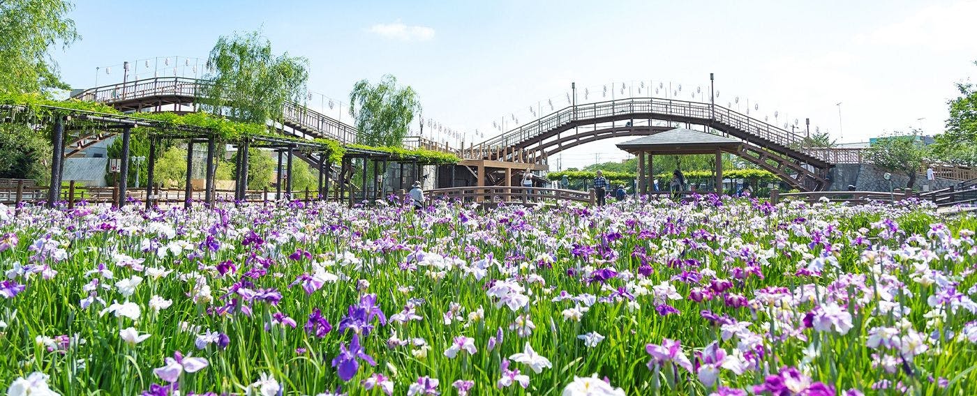 Taman Ayame Suigo Itako (Akhir Mei ~ Pertengahan Jun)