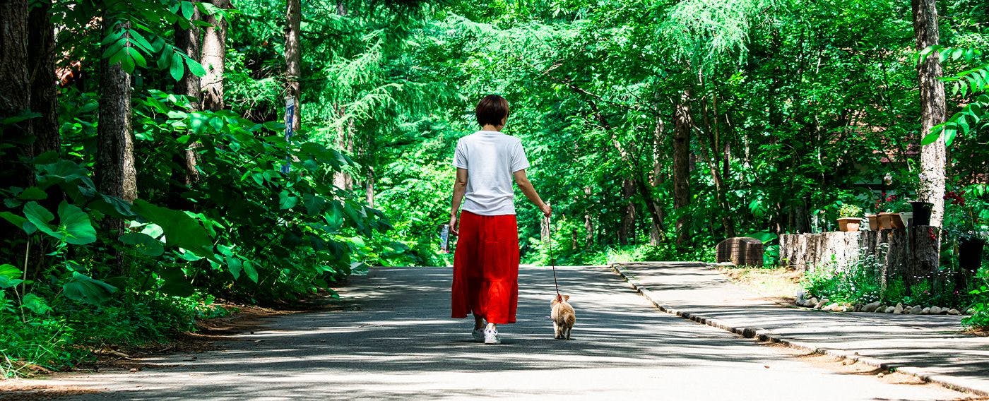 ภาพการเดินเล่นกับสัตว์เลี้ยง