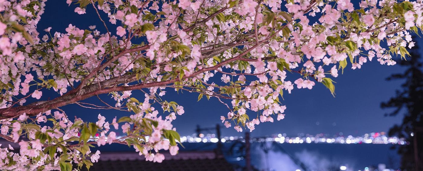 ซากุระยามค่ำคืน