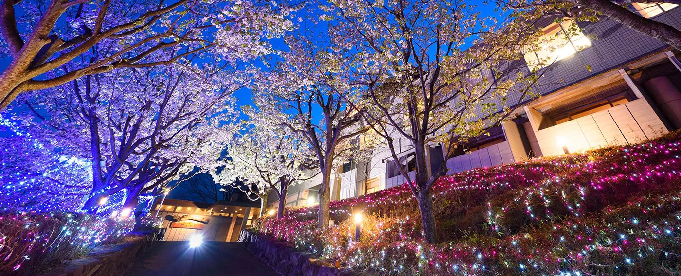 ซากุระยามค่ำคืน