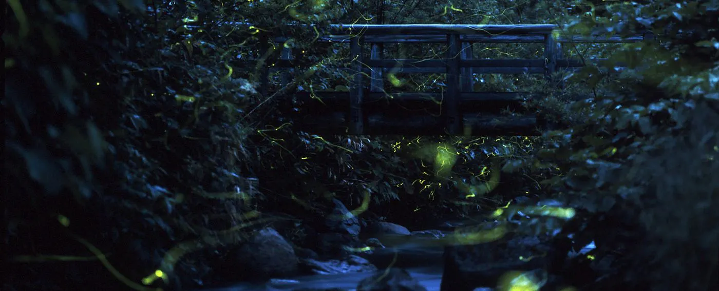 หิ่งห้อย