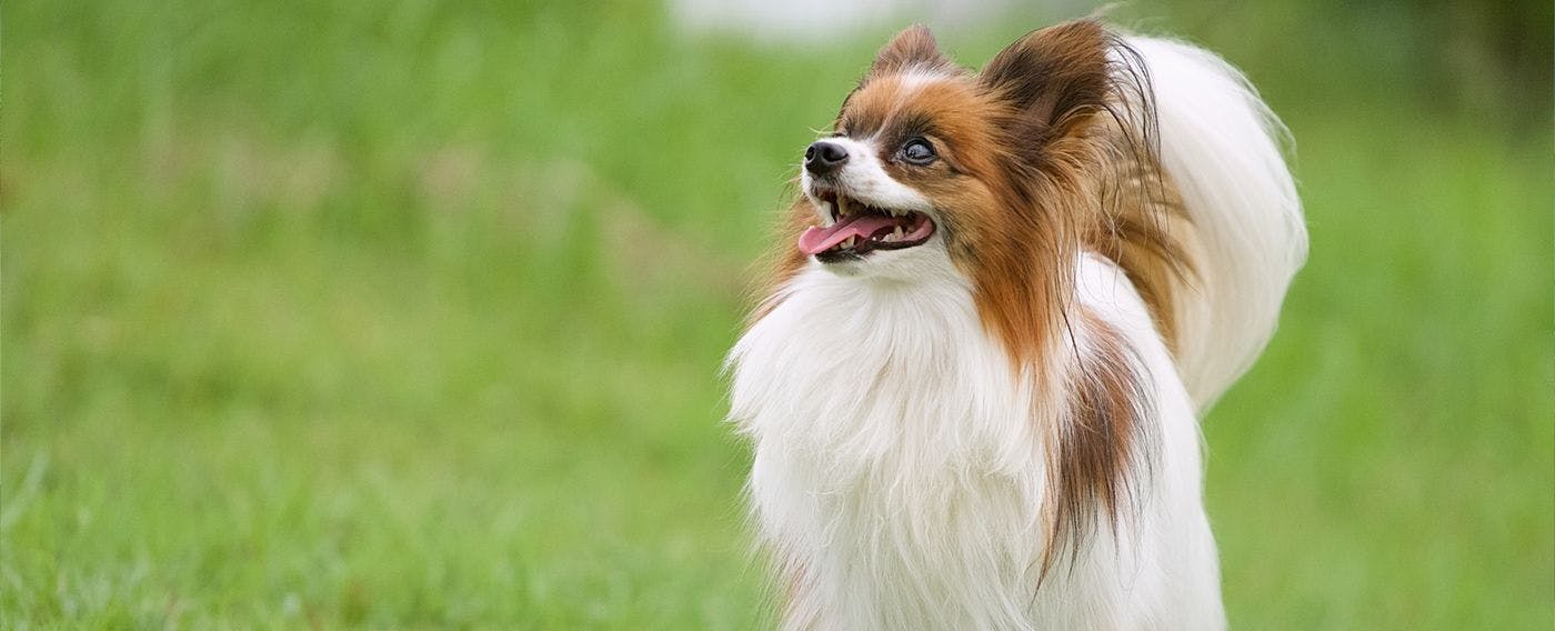 Gambar area bermain anjing (dog run)