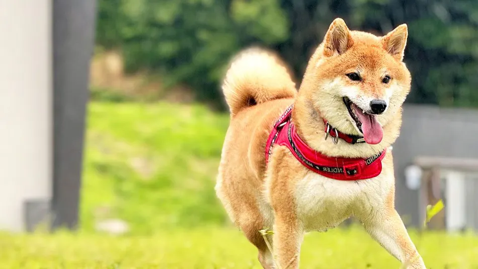 DOGGYWOOD Awajishima