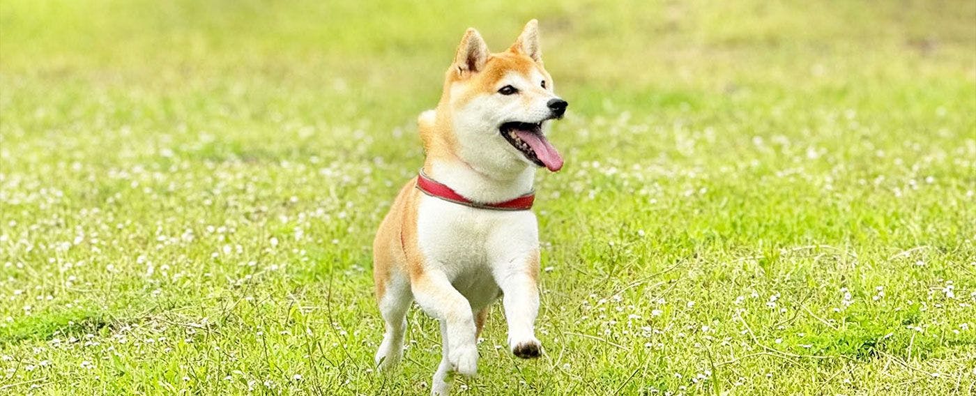 개