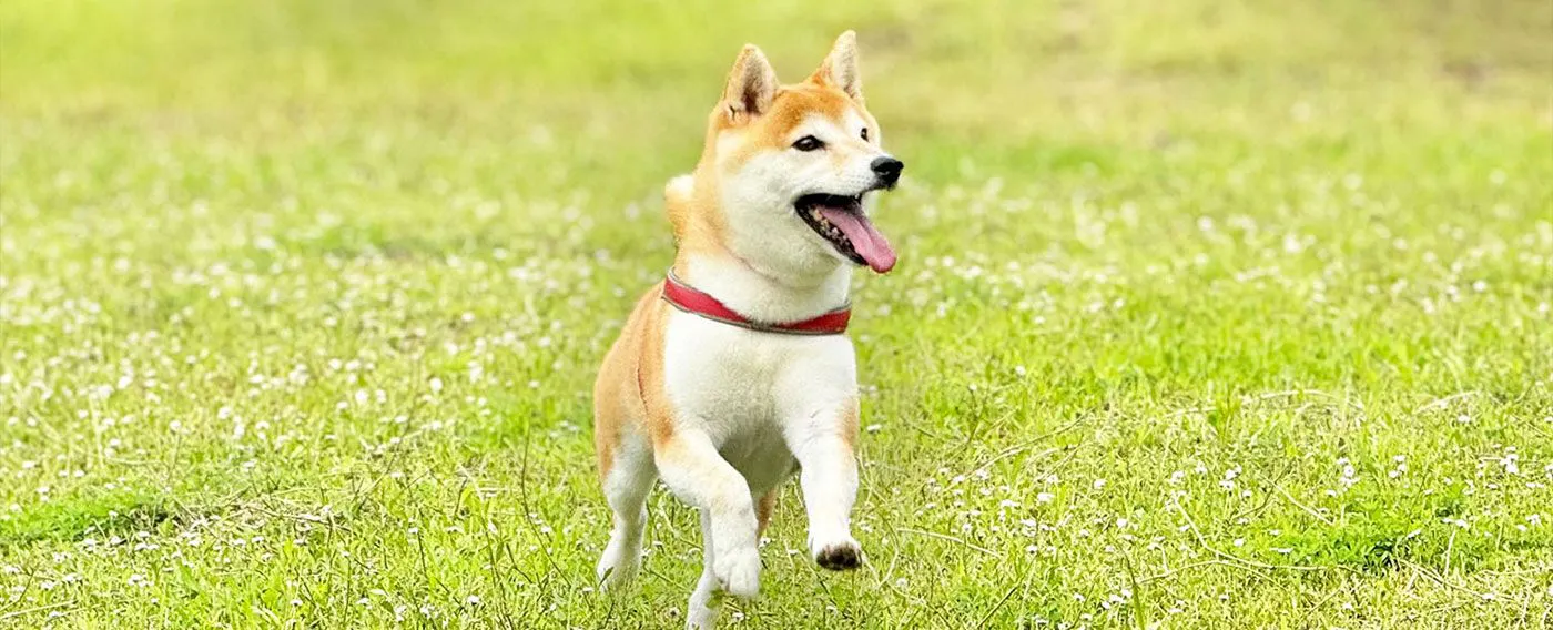 개