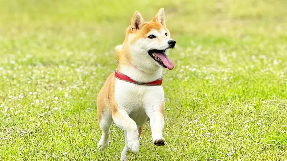 DOGGYWOOD Awajishima