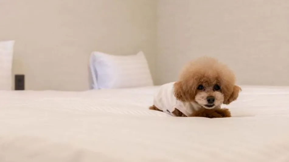 Dog Villa TOWA