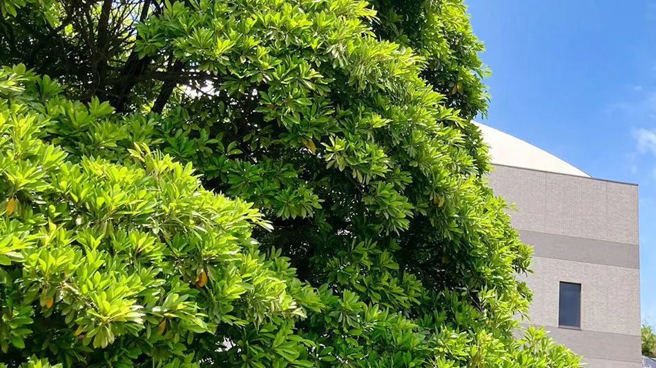 東京ディズニーリゾート R のサウナありの おすすめホテル 旅館 お得に宿泊予約 Yahoo トラベル 東京ディズニーリゾート R のサウナありの おすすめホテル 旅館 お得に宿泊予約 Yahoo トラベル