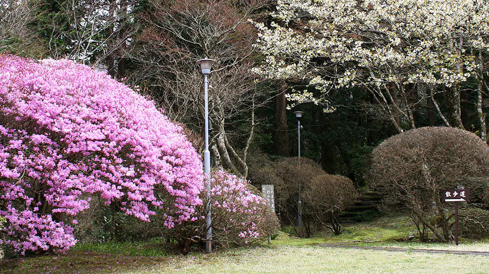 Senkyo Row