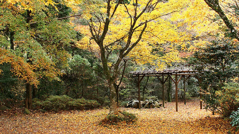 Senkyo Row