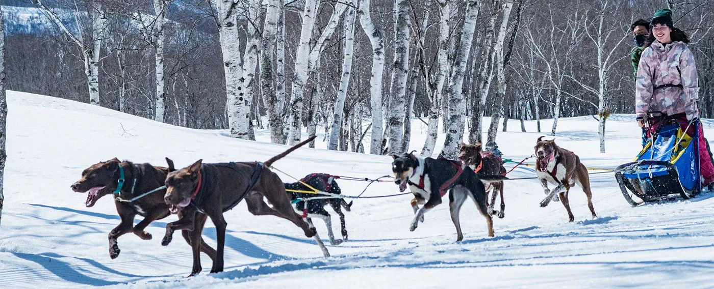 本州唯一,可在廣闊場地體驗正宗的「狗拉雪橇」體驗