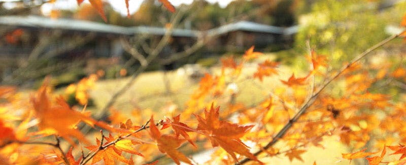 回遊式庭園　秋