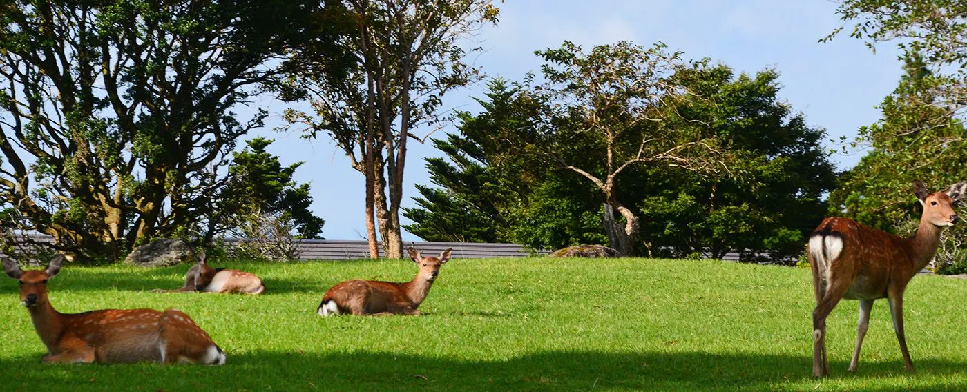 自然豊かな敷地内には野生の鹿を見かけることができます