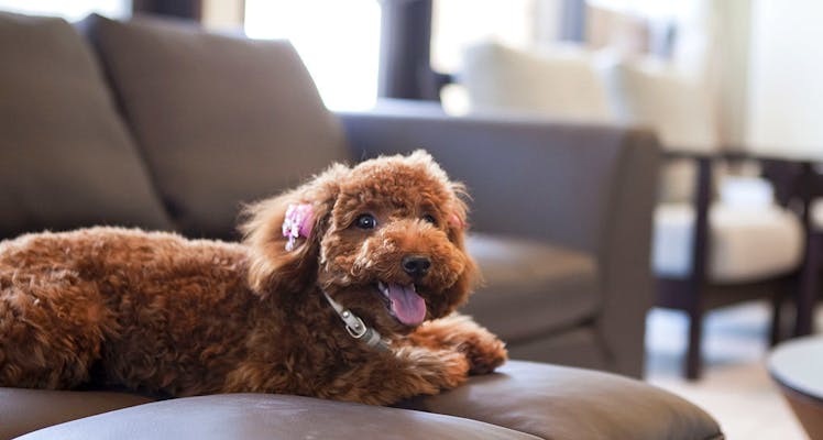 淡路島 ペットと泊まれる宿 9選 宿泊予約は 一休 Com 淡路島 ペットと泊まれる宿 9選 宿泊予約は 一休 Com