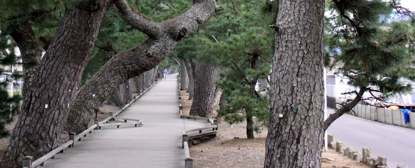 三保松原