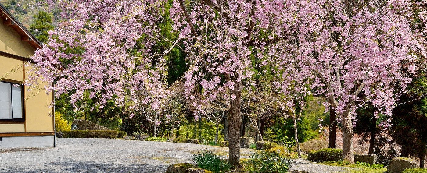 桜