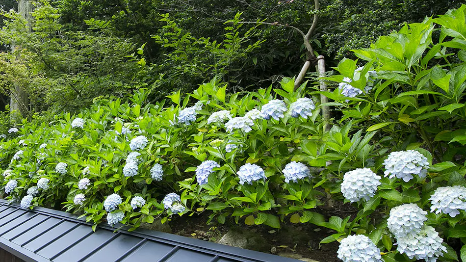 神戸市立森林植物園の貸切風呂ありの 出張におすすめのホテル 旅館 お得に宿泊予約 Yahoo トラベル 神戸市立森林植物園の貸切風呂ありの 出張におすすめのホテル 旅館 お得に宿泊予約 Yahoo トラベル