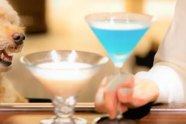 สวนสุนัข