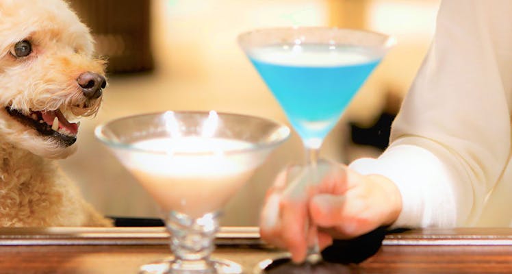 千葉 ペットと泊まれる宿 選 宿泊予約は 一休 Com 千葉 ペットと泊まれる宿 選 宿泊予約は 一休 Com