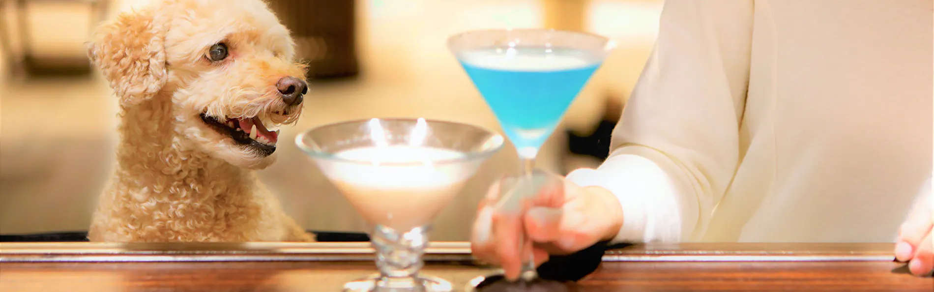 レジーナリゾート鴨川-DogWellnessBeach-