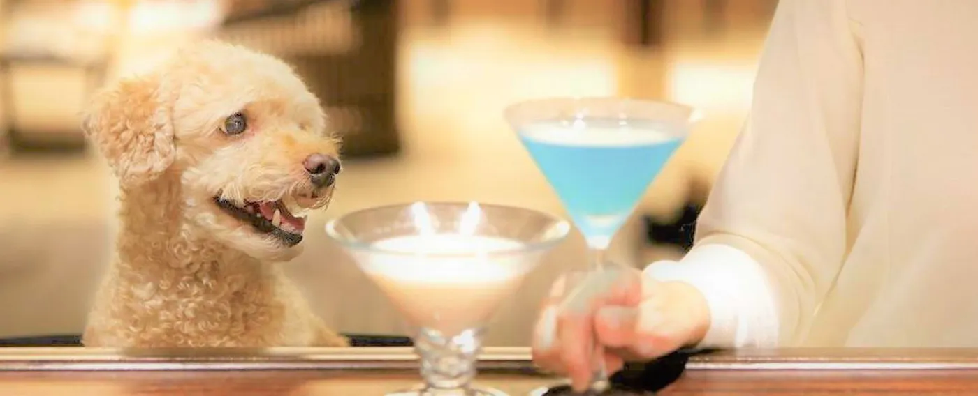 염소 우유를 사용한 반려견용 칵테일을 준비했습니다.