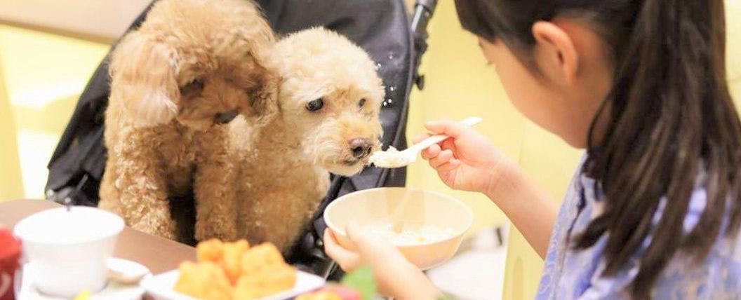 애완견과 함께 나란히 식사를 즐길 수 있습니다.