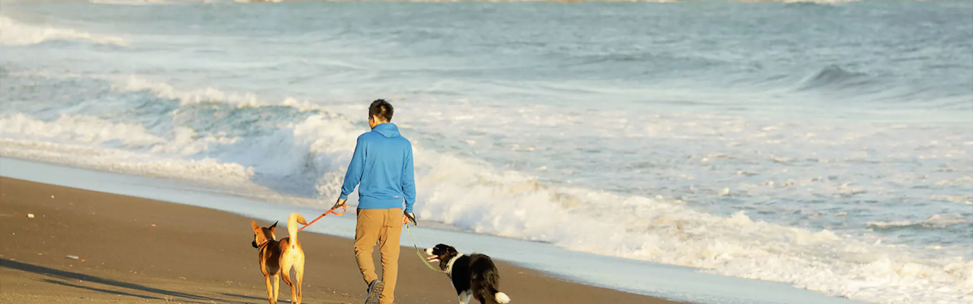 レジーナリゾート鴨川-DogWellnessBeach-