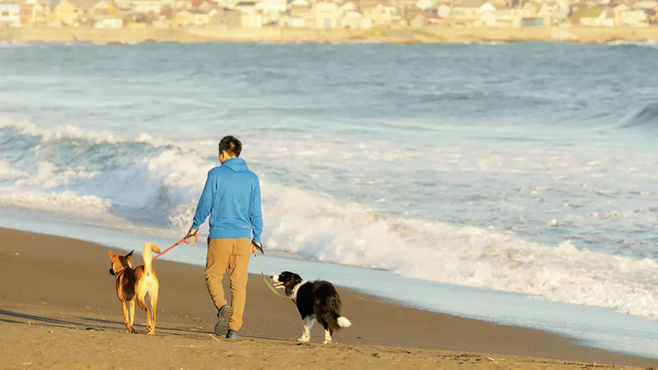Regina Resort Kamogawa - Dog Wellness Beach -