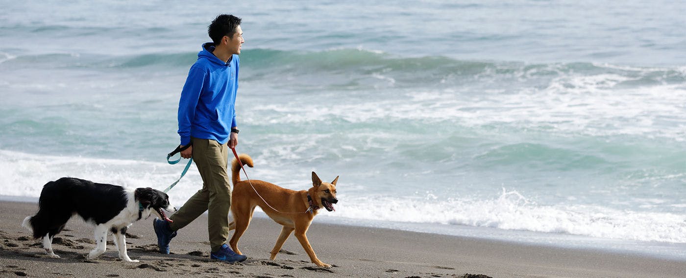 レジーナリゾート鴨川－DogWellnessBeach－