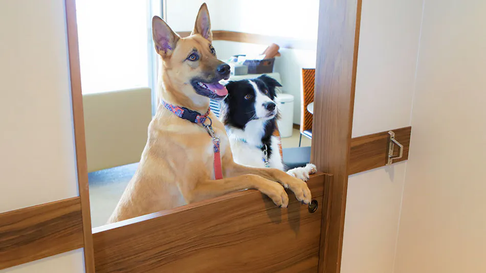 Regina Resort Kamogawa - Dog Wellness Beach -