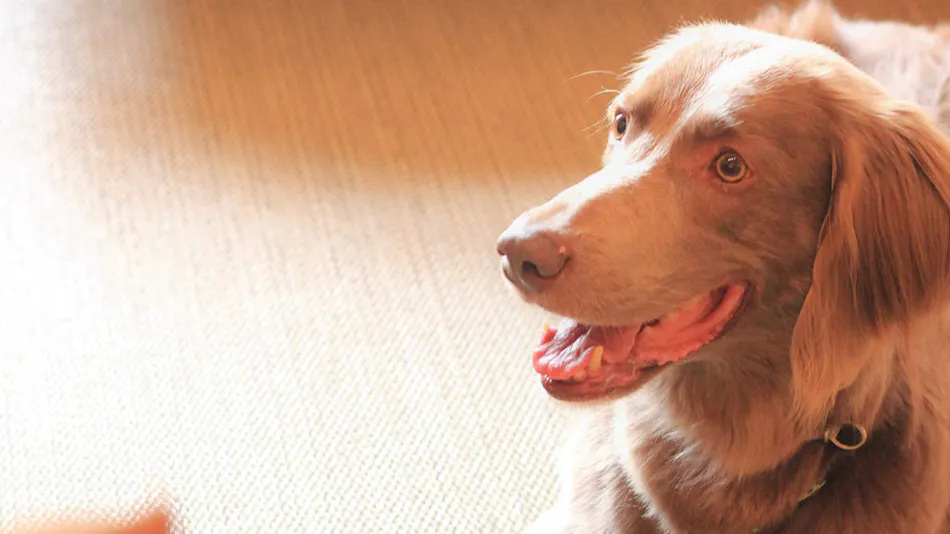 Regina Resort Kamogawa - Dog Wellness Beach -