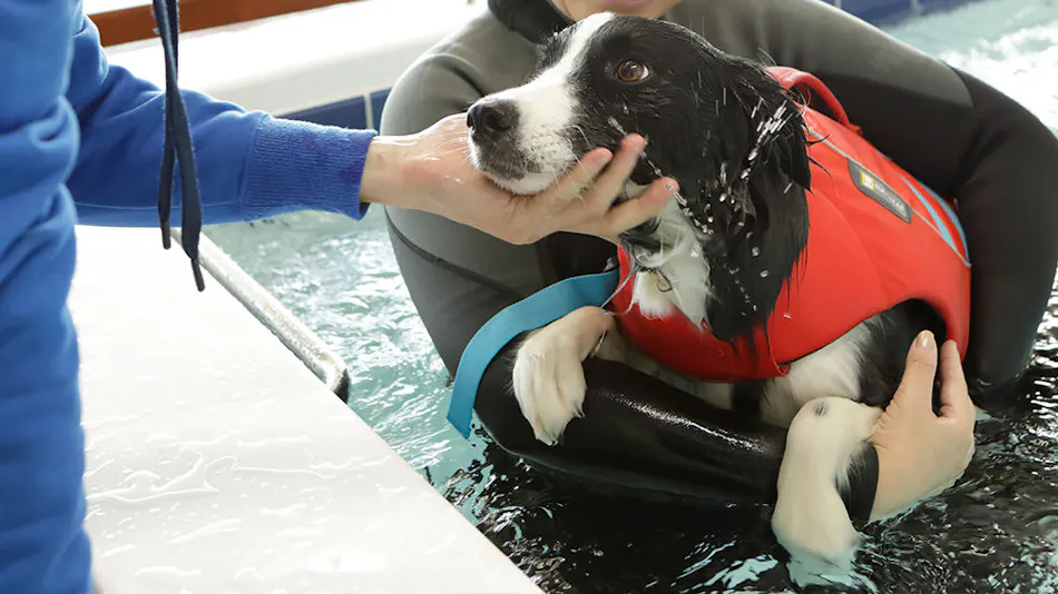 Regina Resort Kamogawa - Dog Wellness Beach -