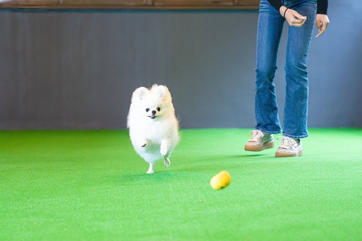 Dog Run Tertutup untuk Segala Cuaca